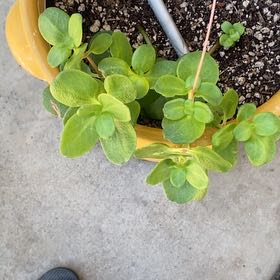 Photo of the plant species Fairy Crassula by @ChicRedrose12 named Bieber on Greg, the plant care app