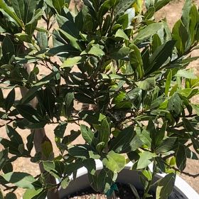 Photo of the plant species Sweet Bay by @ChicRedrose12 named Muhammad Ali on Greg, the plant care app