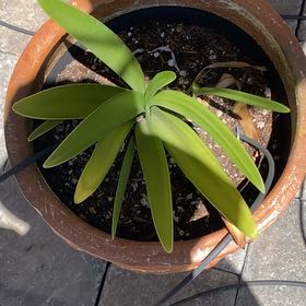Photo of the plant species Blue Lily by @ChicRedrose12 named Gates on Greg, the plant care app
