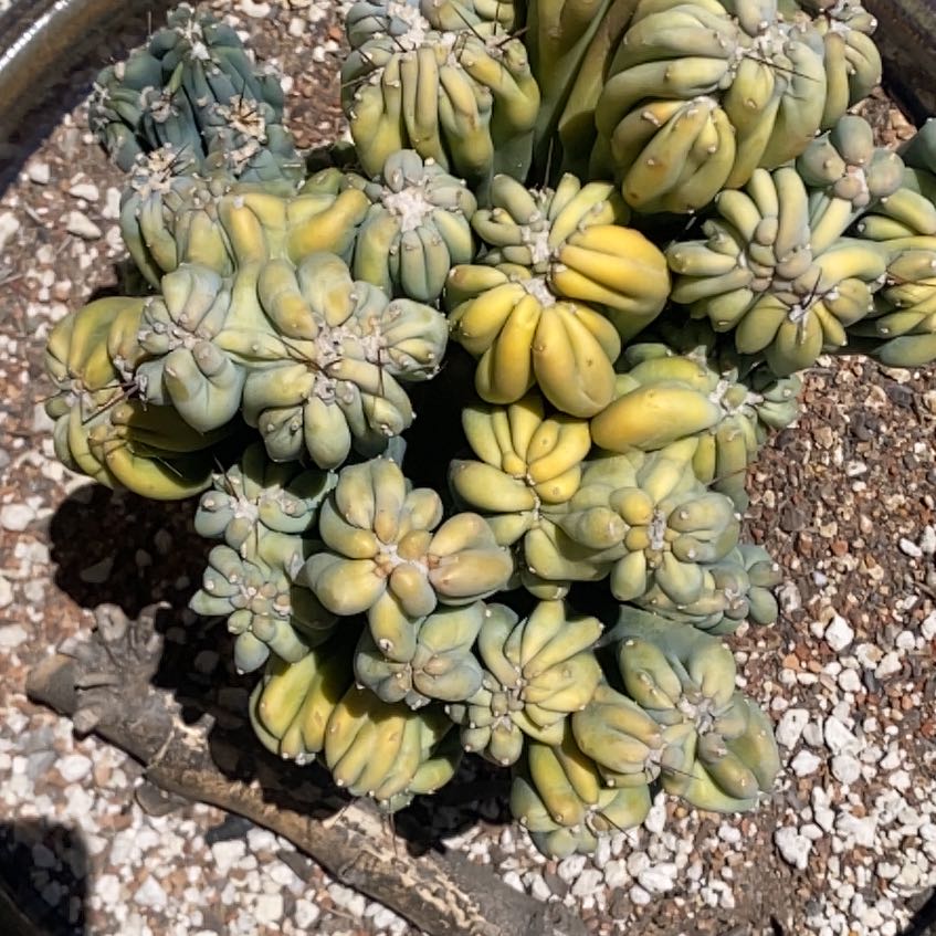Photo of the plant species Peyote by @ChicRedrose12 named Elina on Greg, the plant care app