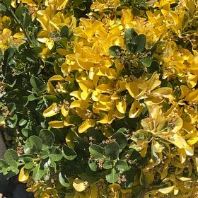 Photo of the plant species Japanese Spindle by @ChicRedrose12 named Zion on Greg, the plant care app