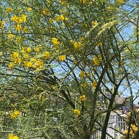 Photo of the plant species Parkinsonia by @ChicRedrose12 named Treeyoncé on Greg, the plant care app