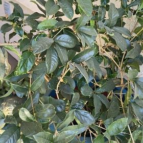 Photo of the plant species Tea Olive by @ChicRedrose12 named Nemo on Greg, the plant care app