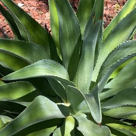 Photo of the plant species Agave Raksasa by @ChicRedrose12 named Osmo on Greg, the plant care app