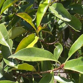 Photo of the plant species Brush Cherry by @ChicRedrose12 named Athena on Greg, the plant care app