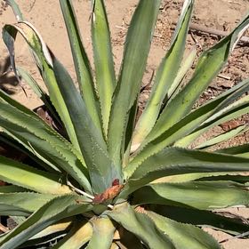 Photo of the plant species Caribbean Agave by @ChicRedrose12 named Willow on Greg, the plant care app