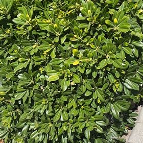 Photo of the plant species Japanese Cheesewood by @ChicRedrose12 named Kesha on Greg, the plant care app