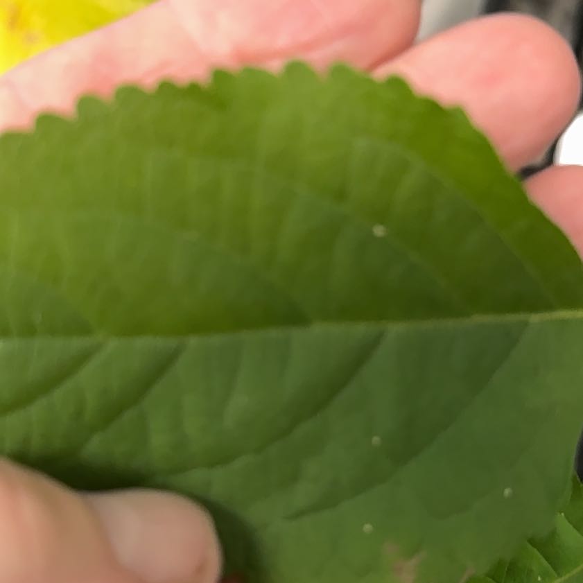 Photo of the plant species Beautyberry by @NurseRedpine51 named Nemo on Greg, the plant care app