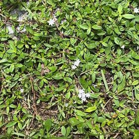 Photo of the plant species Virginia Buttonweed by @FitSkimmia2 named Clooney on Greg, the plant care app