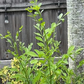 Photo of the plant species Garden Privet by @FitSkimmia2 named Tree Diddy on Greg, the plant care app