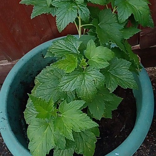 Photo of the plant species Black Currant by @ProSandsedge78 named Walt on Greg, the plant care app