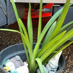 Photo of the plant species Beach Spiderlily by @FabLemon54 named Rainier on Greg, the plant care app