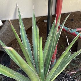 Photo of the plant species Thorn-Crested Century Plant by @FabLemon54 named Maya on Greg, the plant care app