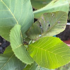 Photo of the plant species Pecan by @FabLemon54 named Morgan Treeman on Greg, the plant care app