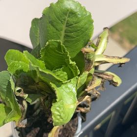 Photo of the plant species Leaf Lettuce by @FineLoquat71 named Peter Parker on Greg, the plant care app