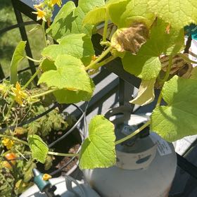 Photo of the plant species Cucumber by @FineLoquat71 named Sir Plancelot on Greg, the plant care app