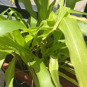 Photo of the plant species Corn by @FineLoquat71 named Nemo on Greg, the plant care app