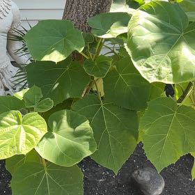 Photo of the plant species Empress Tree by @FineLoquat71 named Foxxy on Greg, the plant care app
