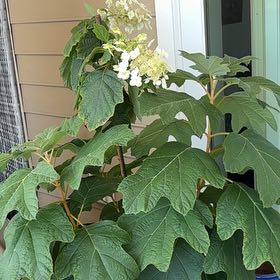 Photo of the plant species Oakleaf Hydrangea by @StableChosmo66 named Bruce Lee on Greg, the plant care app