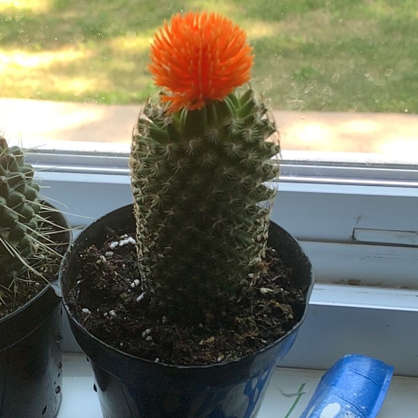 Photo of the plant species Star Lotus by @BossPhlox10 named Pax on Greg, the plant care app