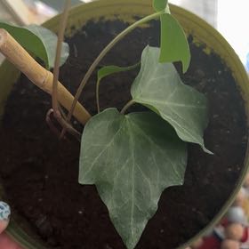 Photo of the plant species Canarian Ivy by @WondrousOrchids named Daphne on Greg, the plant care app