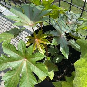 Photo of the plant species Ricinus by @YardSoybean56 named Walt on Greg, the plant care app