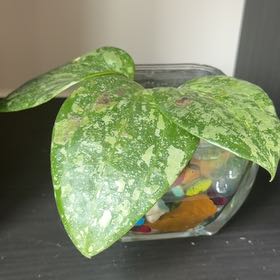 Photo of the plant species Hoya AH805 by @YardSoybean56 named Naomi on Greg, the plant care app