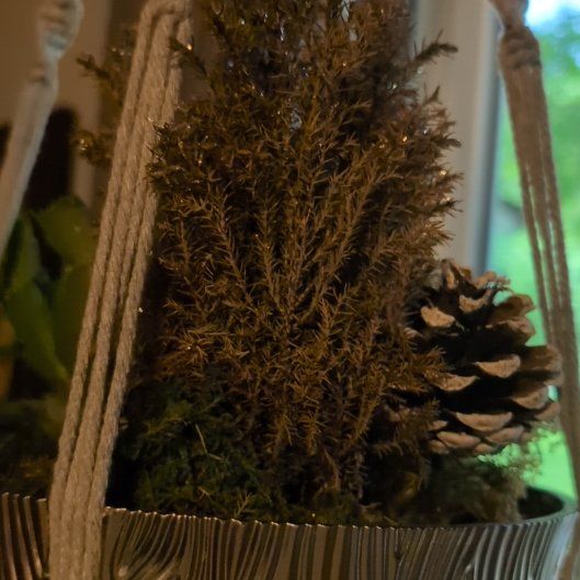 Photo of the plant species Hesperocyparis Macrocarpa by @RichDyebush30 named Harmony on Greg, the plant care app