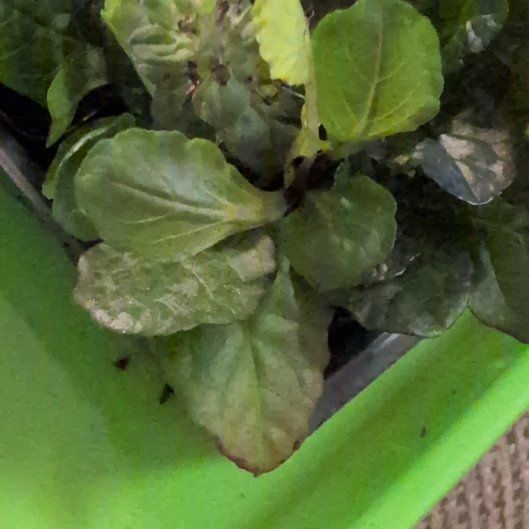 Photo of the plant species Blue Bugle by @RichDyebush30 named Nemo on Greg, the plant care app