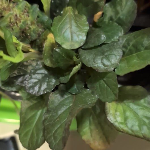 Photo of the plant species Blue Bugle by @RichDyebush30 named Gobi on Greg, the plant care app