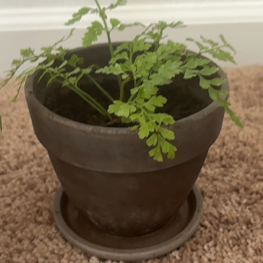 Photo of the plant species Mother Fern by @AlyCatnip named Gaia on Greg, the plant care app