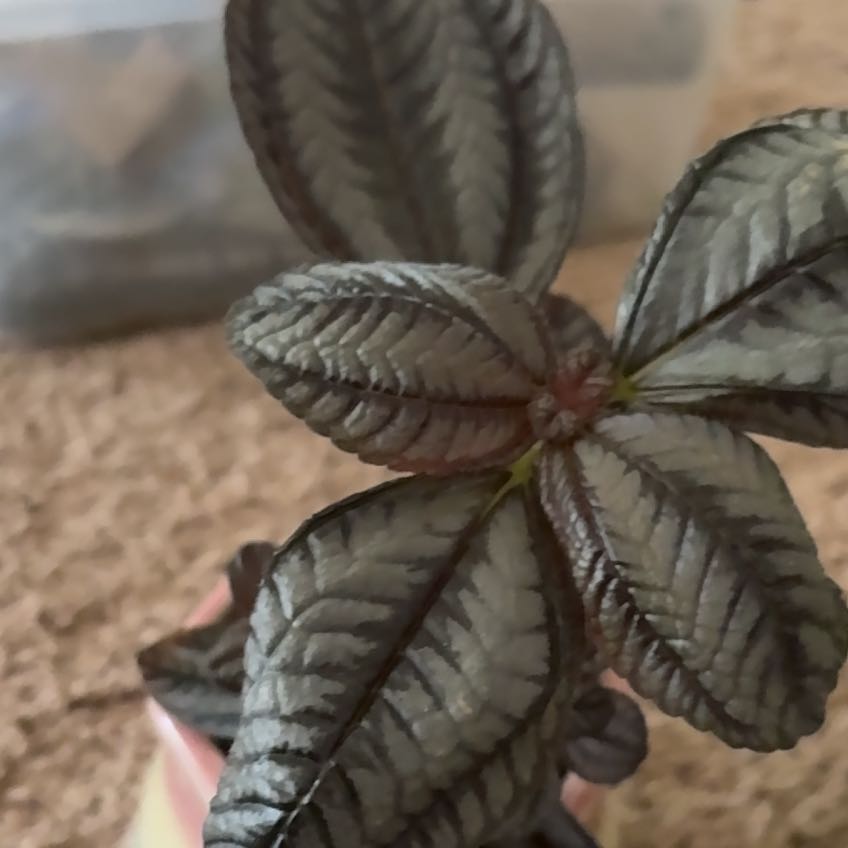 Photo of the plant species Silver Tree by @AlyCatnip named Sterling on Greg, the plant care app
