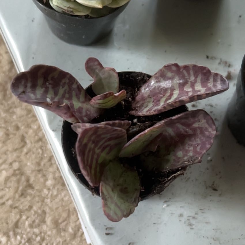 Photo of the plant species Penwiper Plant by @IntegralCoojong named James Dean on Greg, the plant care app