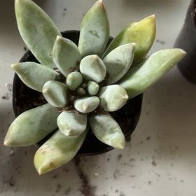 Photo of the plant species Dudleya Greenei by @IntegralCoojong named Lavender on Greg, the plant care app