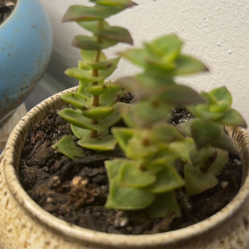 Photo of the plant species Green Pagoda by @DandyBulrush72 named Denali on Greg, the plant care app