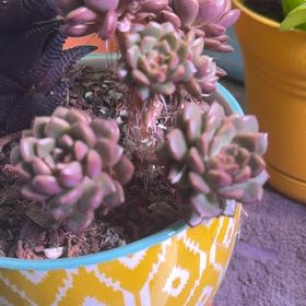 Photo of the plant species Graptoveria 'Bashful™' by @DandyBulrush72 named Hamilton on Greg, the plant care app