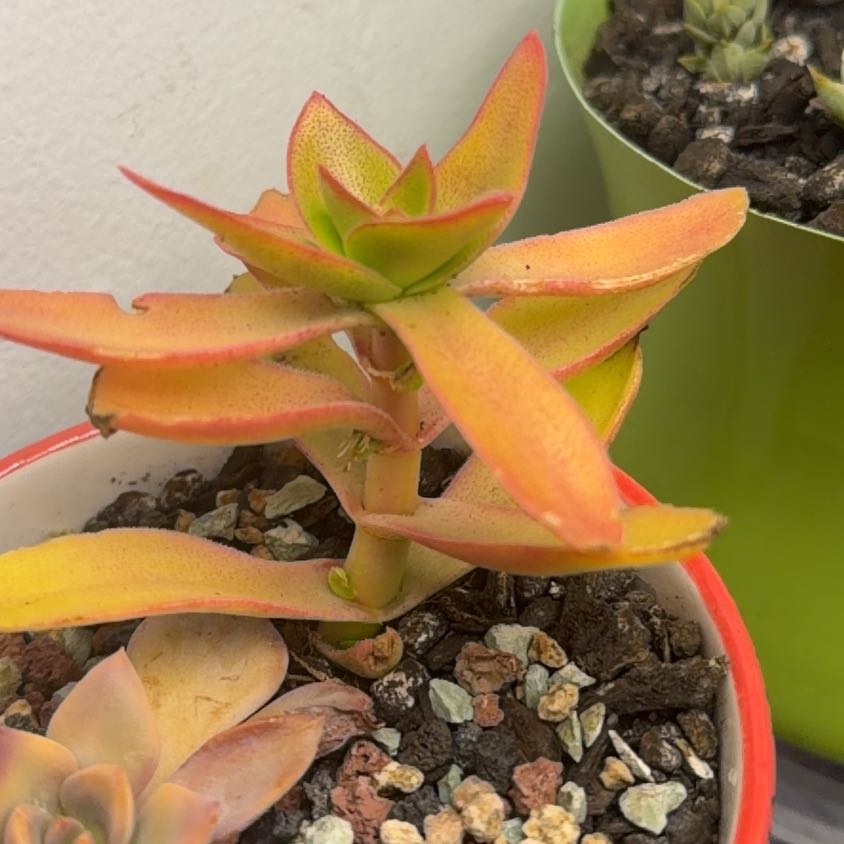 Photo of the plant species Crassula capitella 'Campfire' by @DandyBulrush72 named Dax on Greg, the plant care app