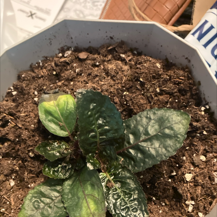 Photo of the plant species Beta Vulgaris by @SharpSuncup53 named Forrest on Greg, the plant care app