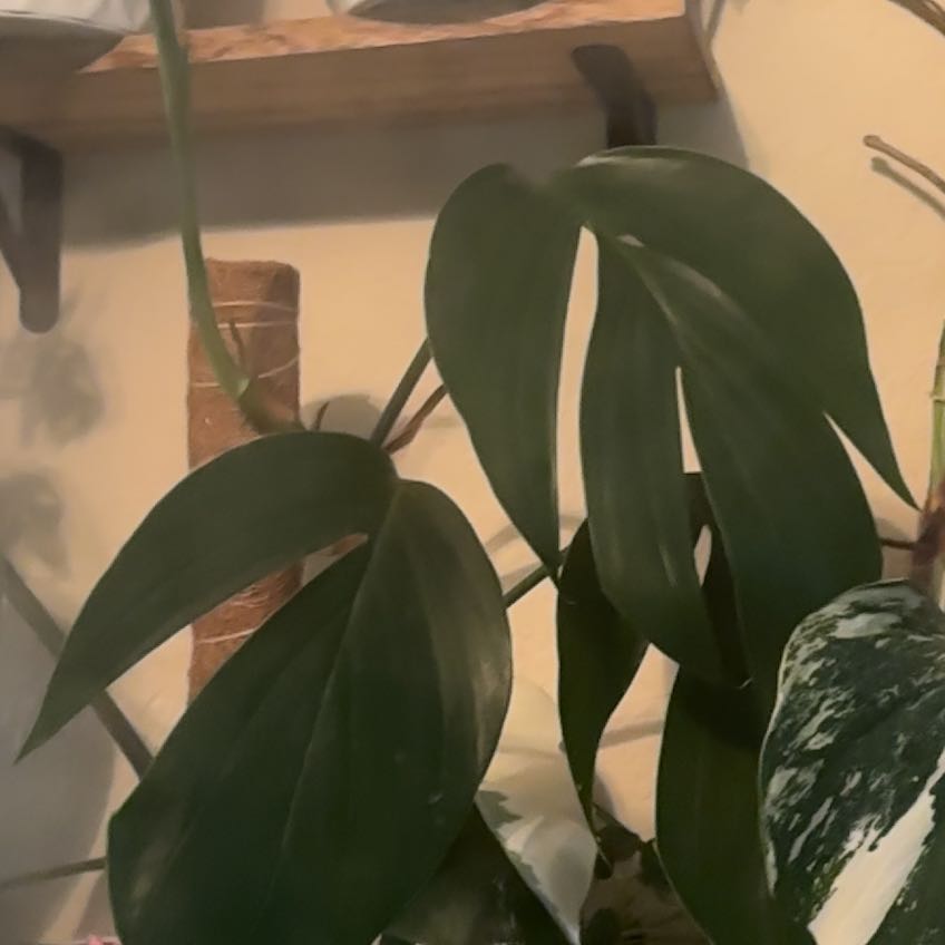 Photo of the plant species dragon tail by @TakechargeBetel named Sir Plancelot on Greg, the plant care app