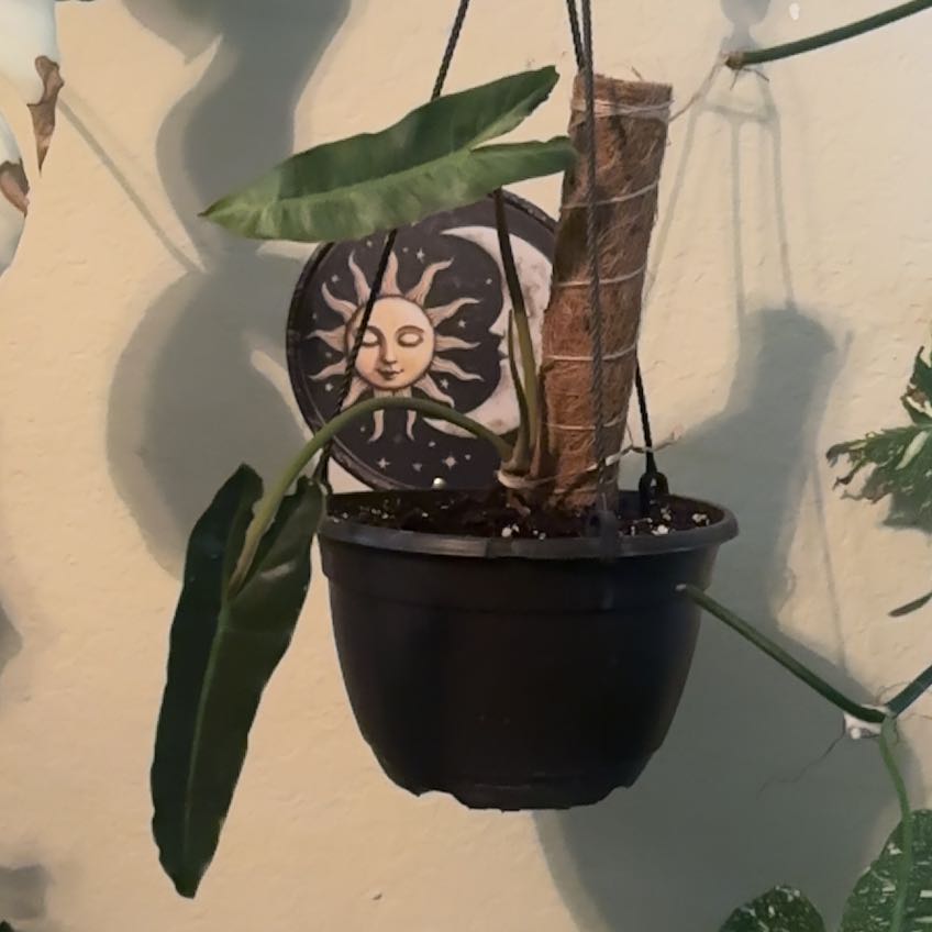 Photo of the plant species Philodendron billietiae by @TakechargeBetel named Sherlock on Greg, the plant care app
