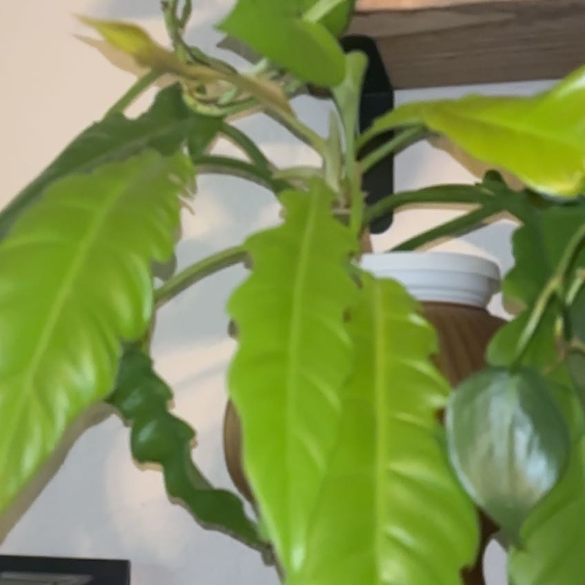 Photo of the plant species Golden Crocodile by @TakechargeBetel named Drake on Greg, the plant care app