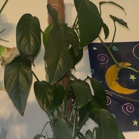 Photo of the plant species Dragon Tail Plant by @TakechargeBetel named Dolores on Greg, the plant care app