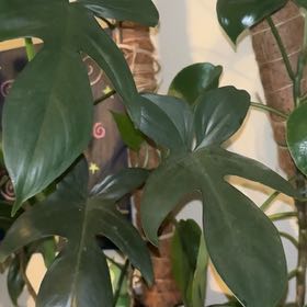 Photo of the plant species Florida green by @TakechargeBetel named Michelle Branch on Greg, the plant care app