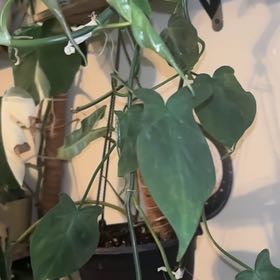 Photo of the plant species Anthurium podophyllum hybrid by @TakechargeBetel named Diana on Greg, the plant care app