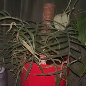 Photo of the plant species Philodendron tortum by @TakechargeBetel named Fernie Mac on Greg, the plant care app