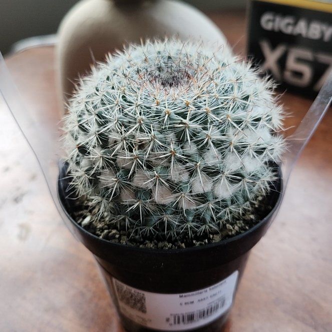 Photo of the plant species Old Lady Cactus by @LordCapeweed33 named Terra on Greg, the plant care app