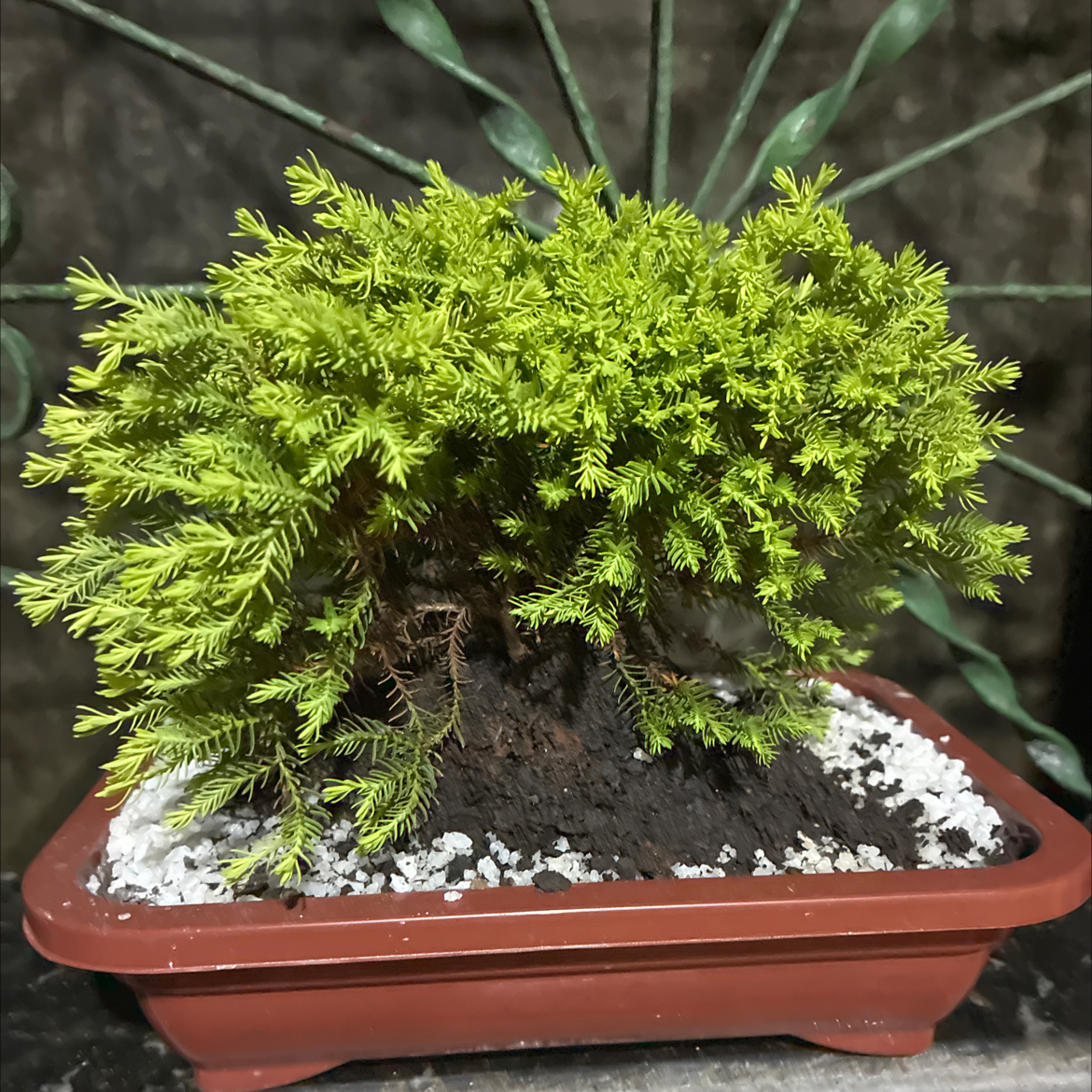 Photo of the plant species Chamaecyparis pisifera 'Minta' by @JazzySapote13 named Darwin on Greg, the plant care app
