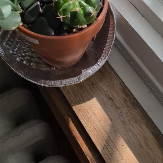 Photo of the plant species Gymnocalycium anisitsii by @FunMoonwort51 named Achilles on Greg, the plant care app
