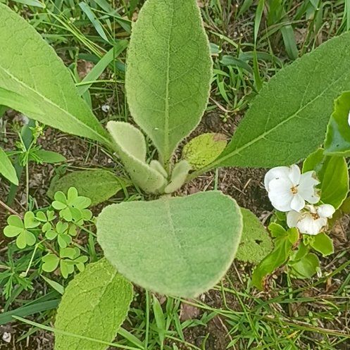 Photo of the plant species Mullein by @RadRhodotus33 named Cleopatra on Greg, the plant care app