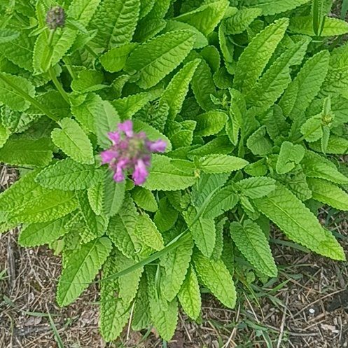 Photo of the plant species Common Hedgenettle by @RadRhodotus33 named Figyonce on Greg, the plant care app